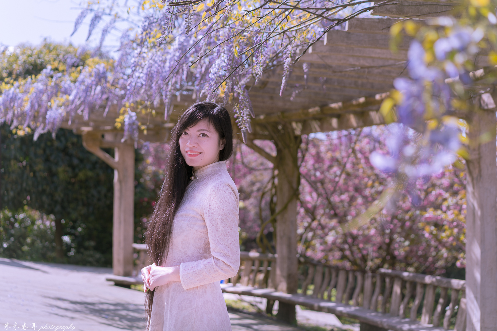 紫藤与晚樱粉紫色的甜蜜梦幻