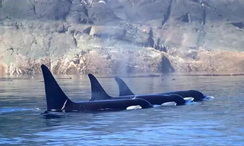 代购十大骗局揭秘图,揭露各种海外代购真相