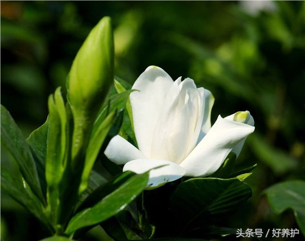 庭院种上这9大香花,花香四溢!