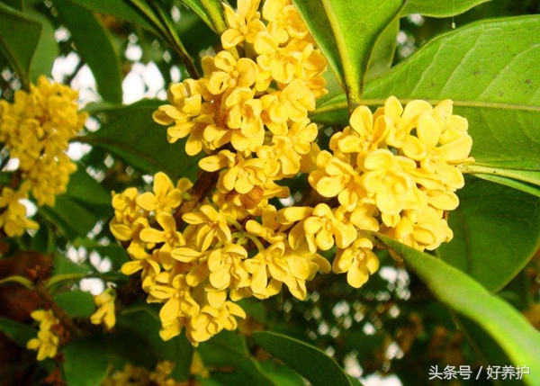 庭院种上这9大香花,花香四溢!