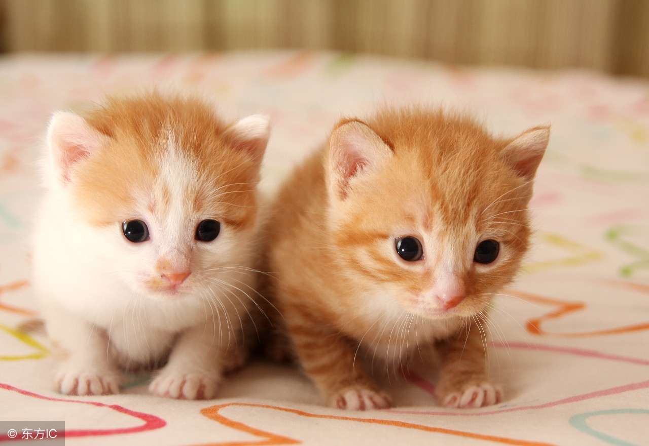 你一说话，小草都绿了——黄山爱情诗选