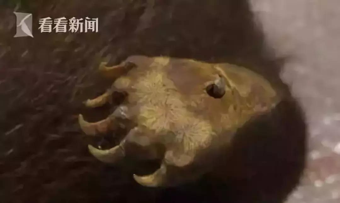 真正的代购骗局,代购究竟有多暴利