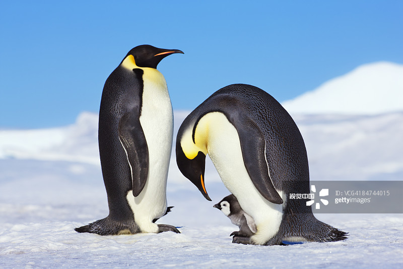 超级震惊，全国仅2位QQ达到满级网友：这都是我们走过的青春啊