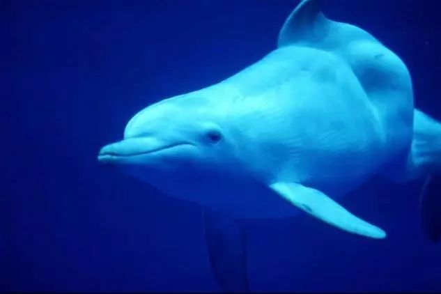 代购究竟有多暴利,代购骗局揭秘朋友圈