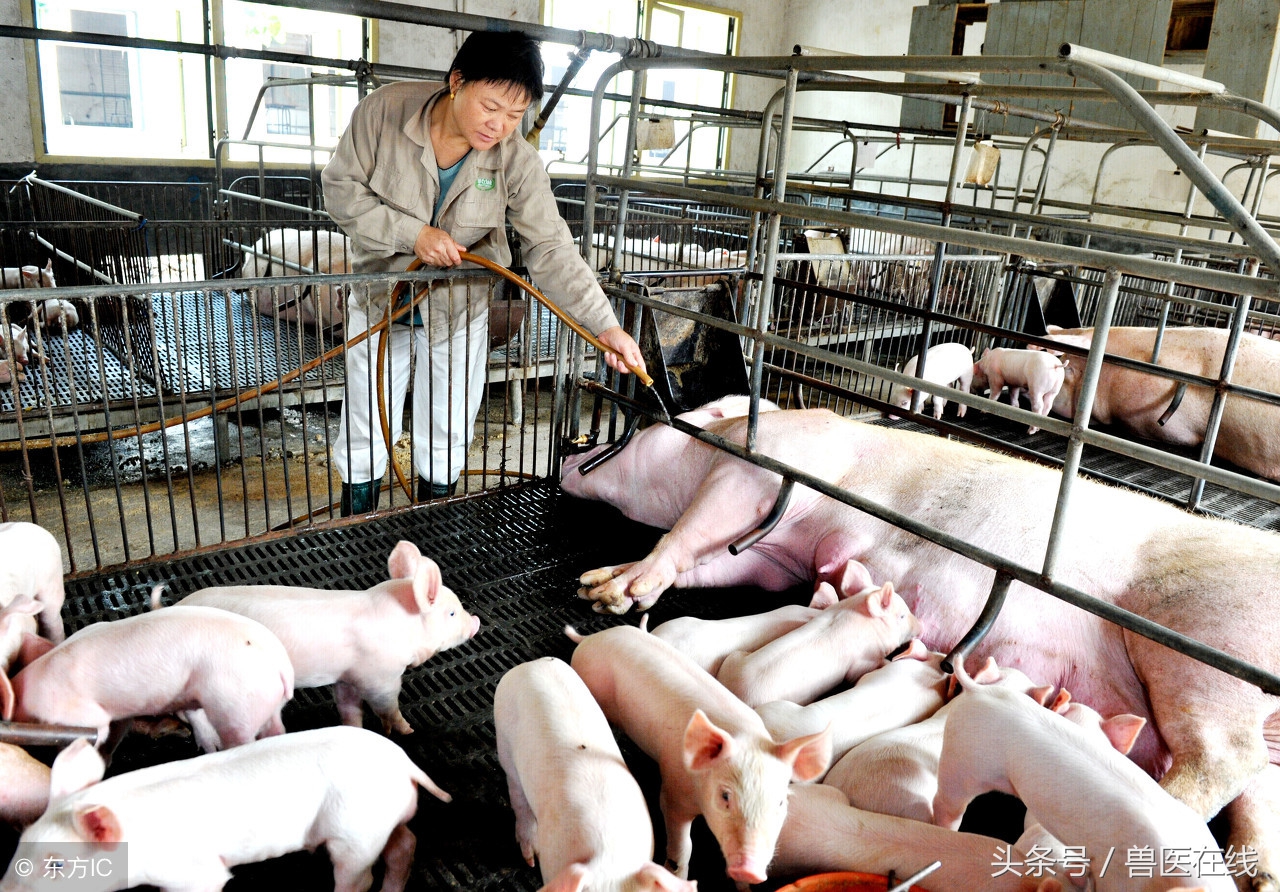 接下蓝耳面纱，细说猪蓝耳病的有效防控！