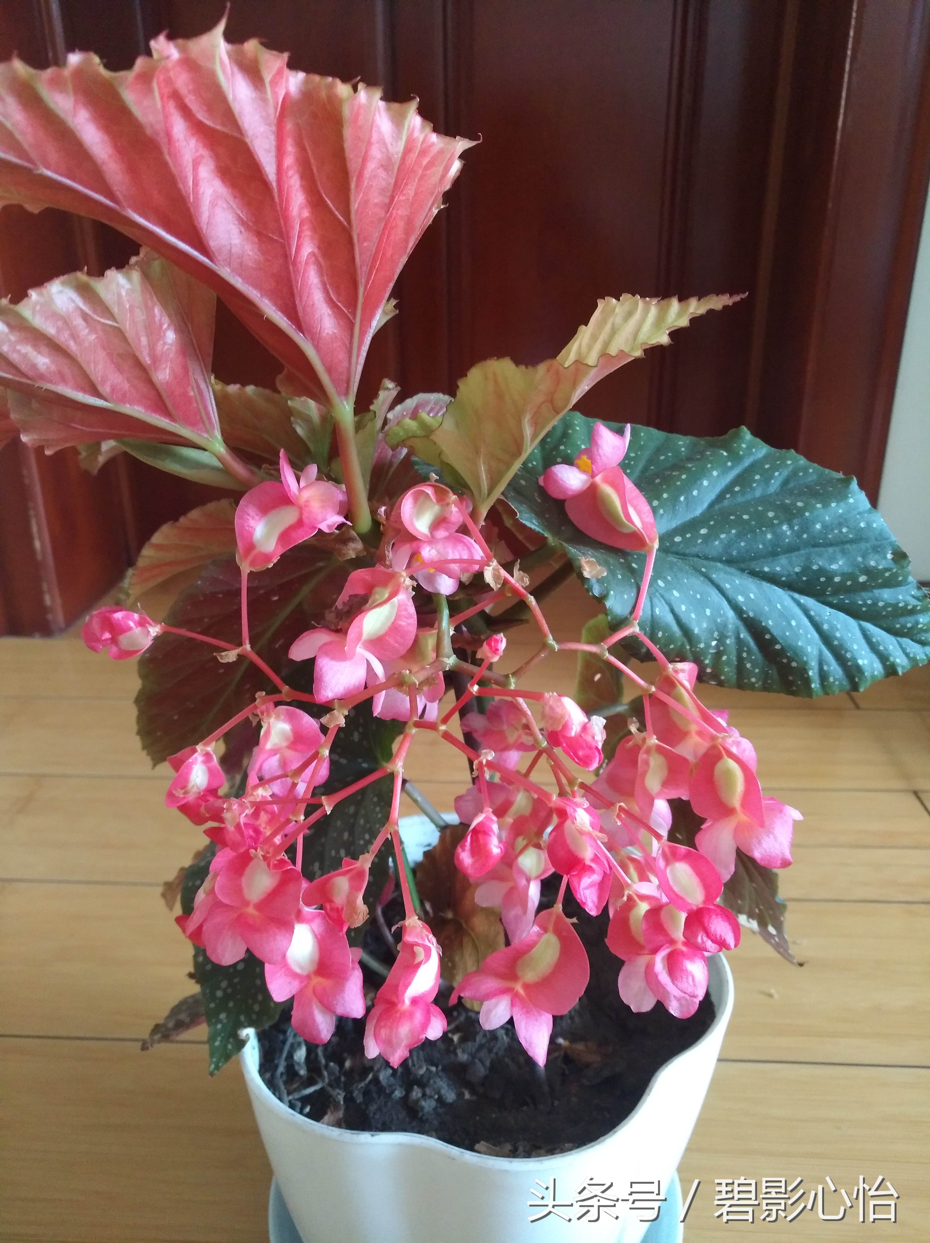 花痴絮花语，赏花好心情