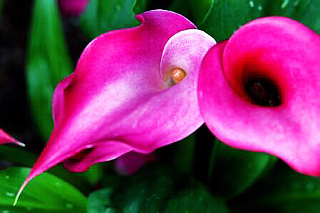 马蹄莲黄色和橙色哪个好看,马蹄莲的花语及养护方法