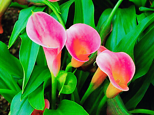 马蹄莲黄色和橙色哪个好看,马蹄莲的花语及养护方法