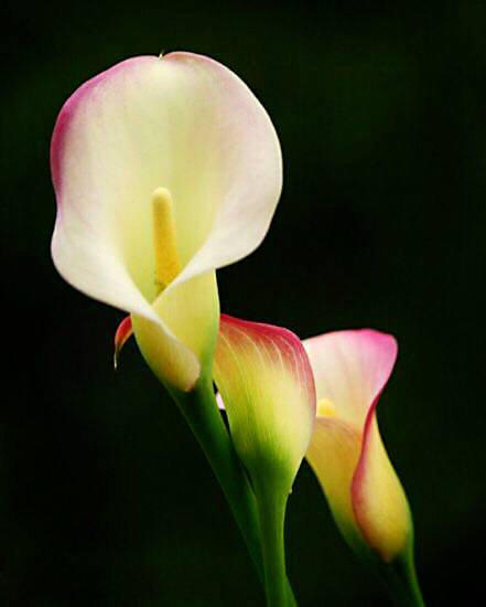 马蹄莲黄色和橙色哪个好看,马蹄莲的花语及养护方法