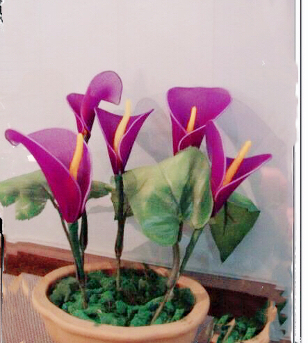 马蹄莲黄色和橙色哪个好看,马蹄莲的花语及养护方法