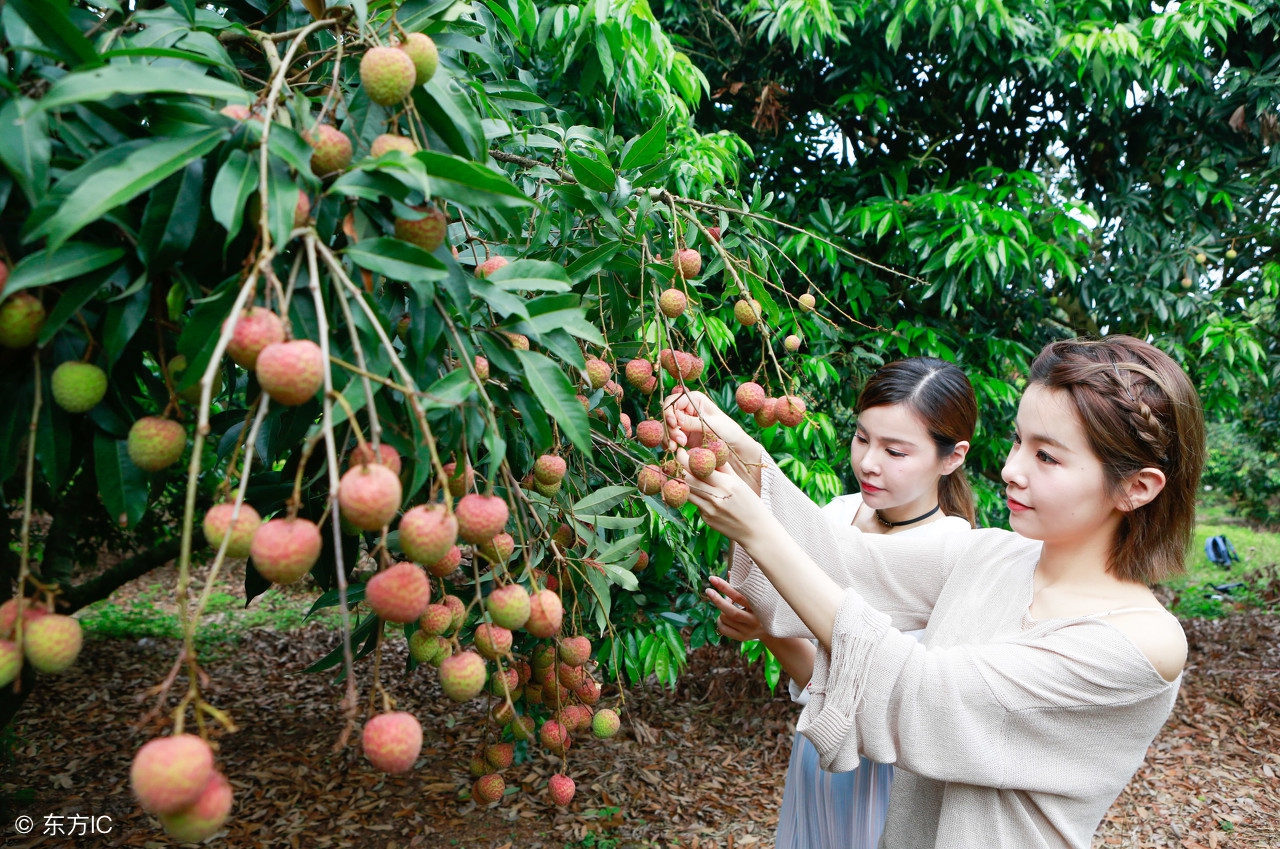 荔枝开摘了！粤西最全荔枝园农家乐情报分享广东吃货约起！