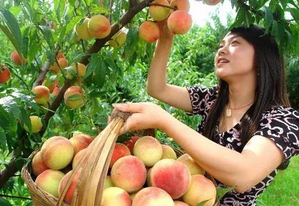 2020成都龙泉桃子采摘,桃子最新采摘视频