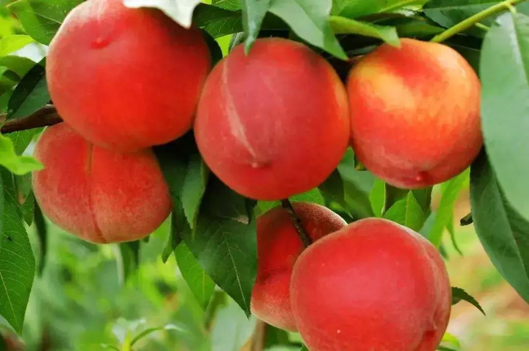 2020成都龙泉桃子采摘,桃子最新采摘视频