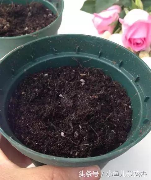 刚买回来鲜花插花步骤,花怎么插花容易生根