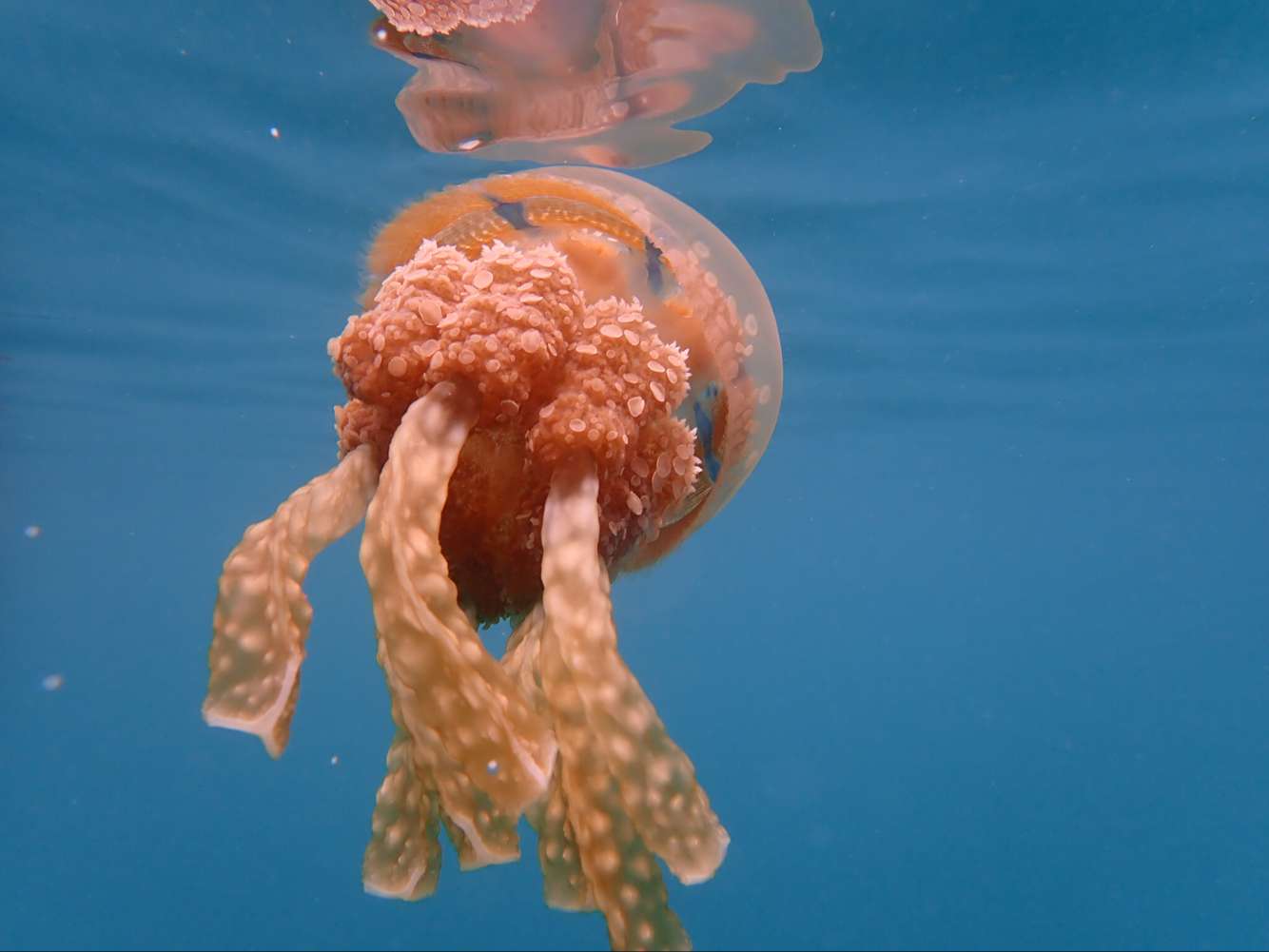 帕劳归来5天4晚旅游攻略,海岛游帕劳大溪地