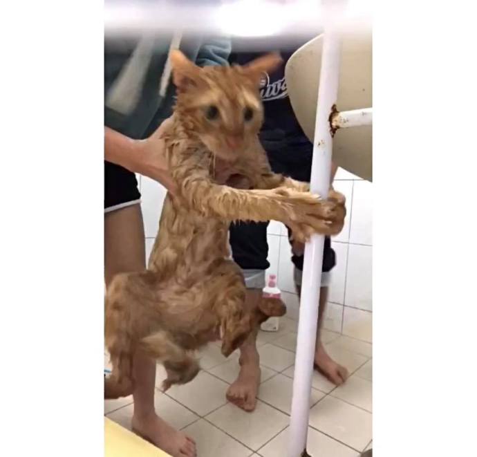 男子科二考试打电话给教练,男子学车碰到教练