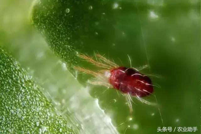 柑橘常见虫害图片大全,柑橘虫害图谱大全来了建议收藏