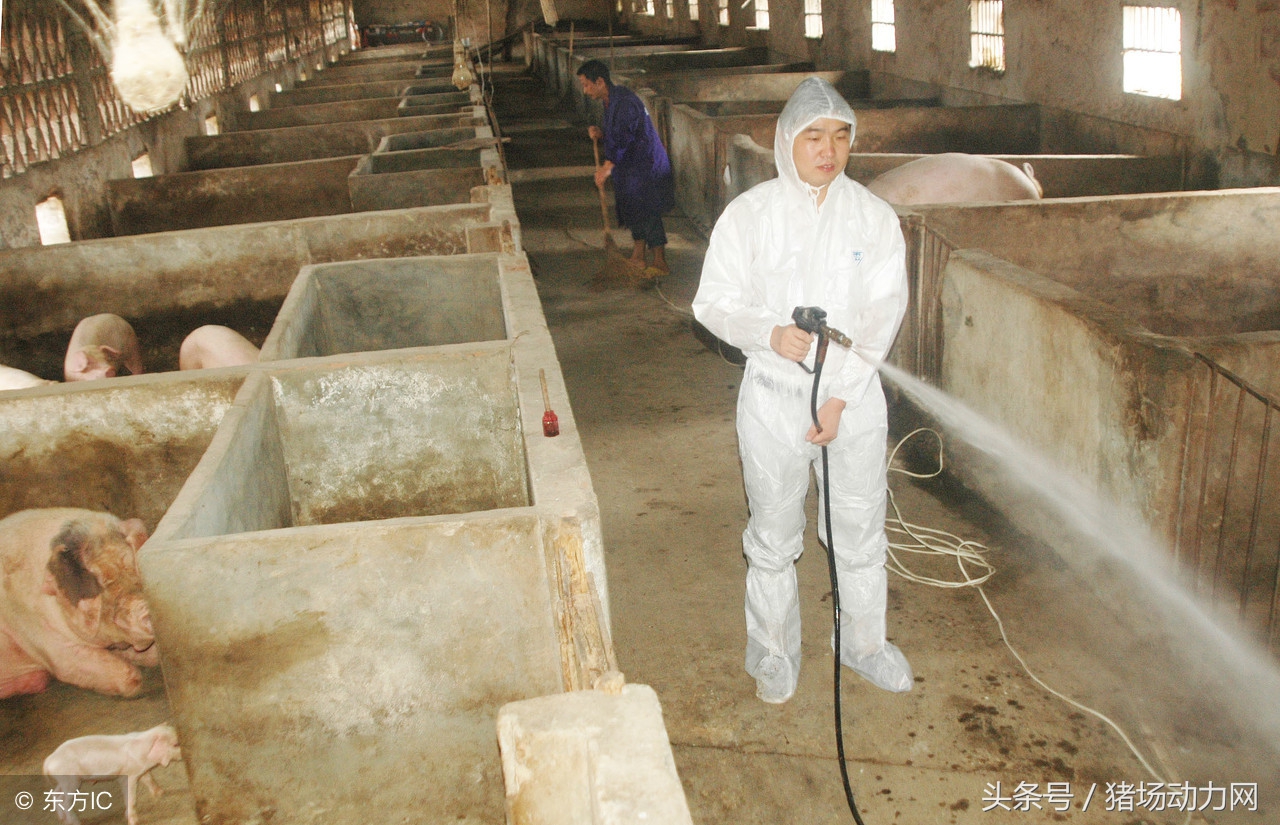 猪场正确养猪的方法,养猪管理十大技巧