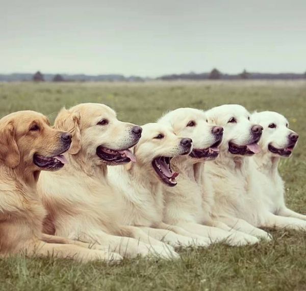 金毛幼犬不让吃狗粮,金毛幼犬不可以吃什么呢