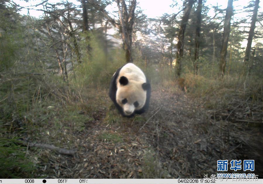 对野生大熊猫的保护,野生大熊猫保护好消息