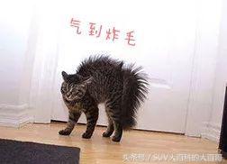 人在家中坐祸从天上来配图,大众有趣的汽车尾标