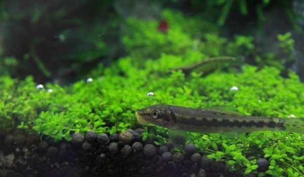 如何布置鱼缸水草造景,峡谷河流鱼缸