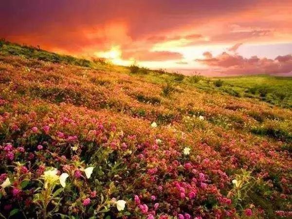 玫瑰之国指的是哪个国家,玫瑰之国保加利亚图画