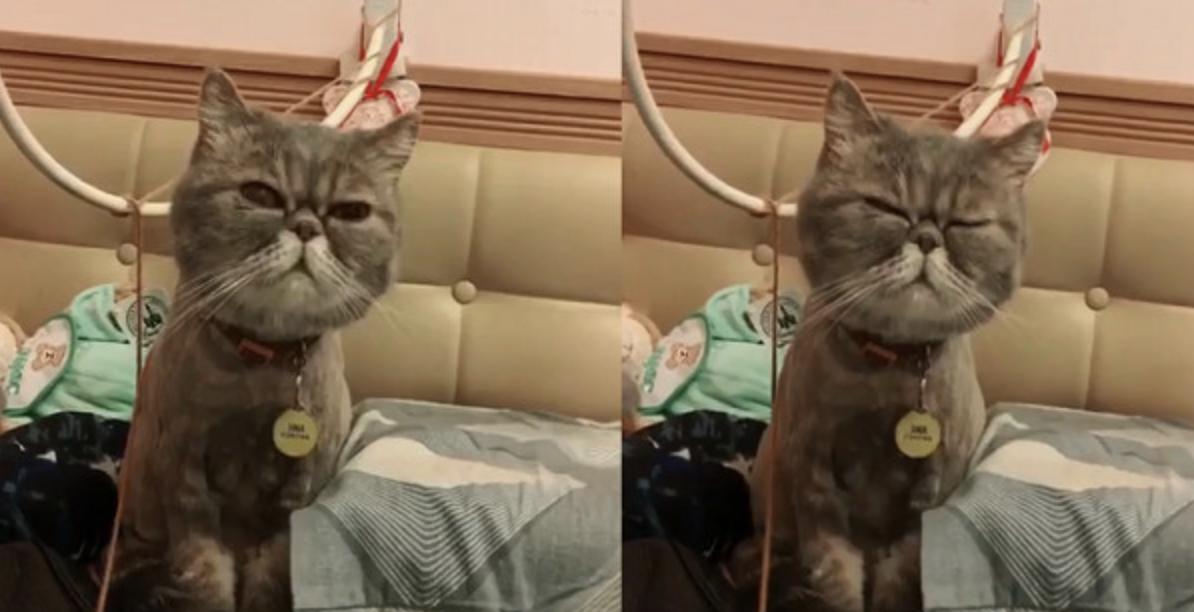 狗抱猫咪使劲摇晃视频,狗狗抱主人抖动视频