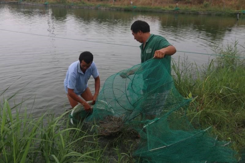 小龙虾怎么搭配菜,小龙虾怎么搭配好看