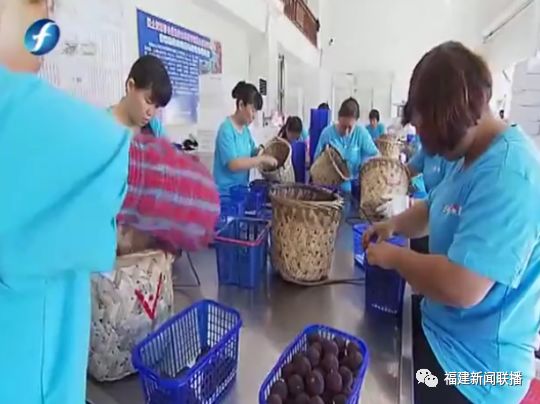 福建杨梅第一村是谁,福建杨梅和云南杨梅哪个好吃