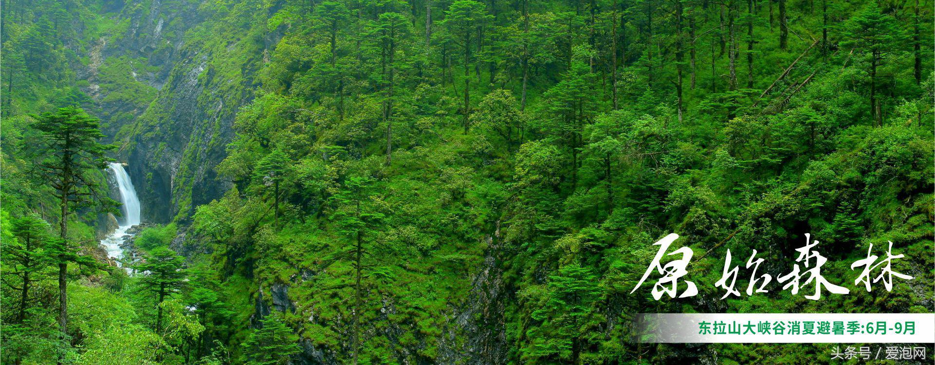 雅安川西竹海必去的三个地方,雅安东拉山大峡谷游记