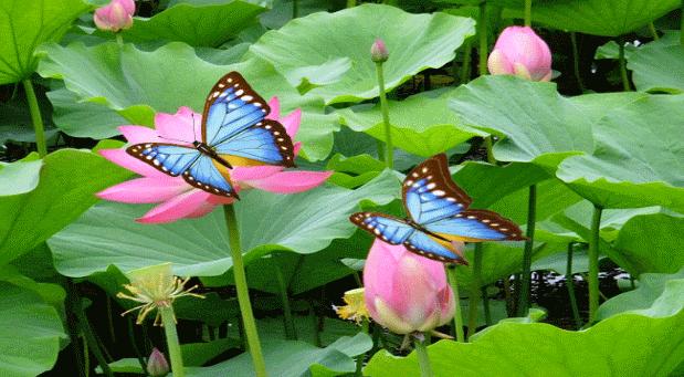 闆ㄥ悗鍒濇櫞鏄ュ厜鏄庡獨,闆ㄥ悗鍒濇櫞鏄ユ剰鐩庣劧