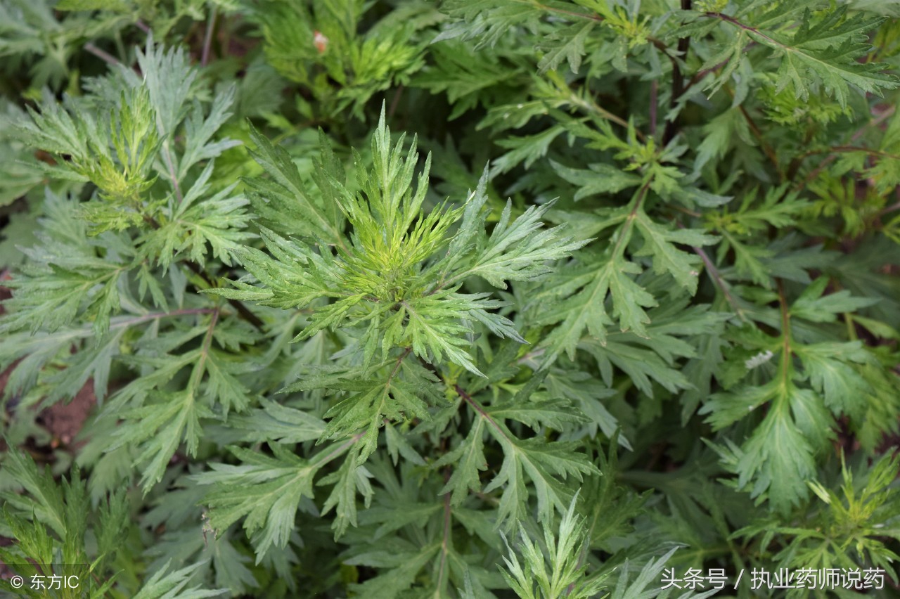 艾草有毒吗会不会中毒,使用艾叶有什么忌讳