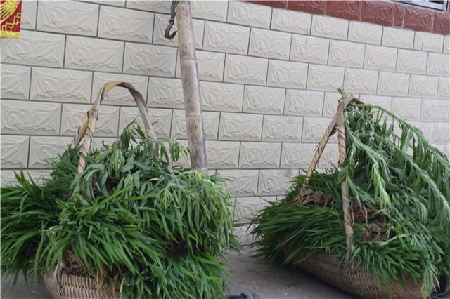 农民春耕怕干旱又怕雨水多,农民怕耕田