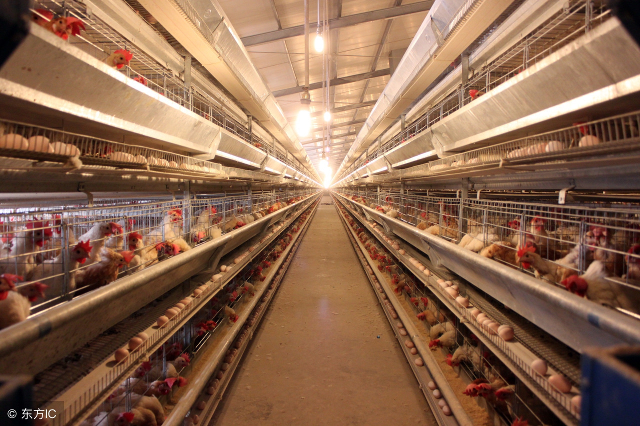 呼巴道说如何有效治疗当下家禽呼吸道病?