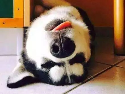 哈士奇vs雪橇犬,哈士奇是雪橇犬吧