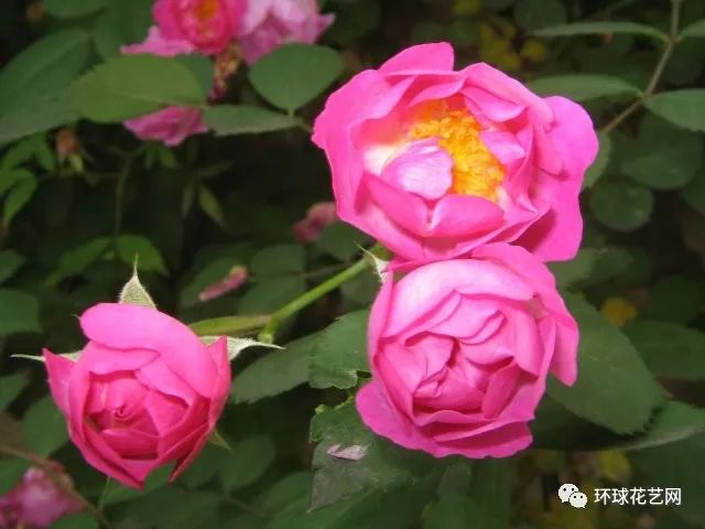 十大最稀有的玫瑰花品种图片,稀有玫瑰花品种大全图片