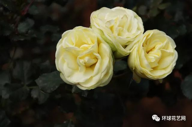 十大最稀有的玫瑰花品种图片,稀有玫瑰花品种大全图片