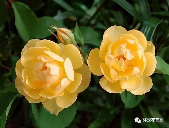 稀有玫瑰花品种大全图片,九种常见玫瑰花品种排名