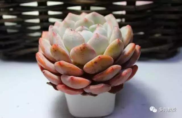 皮实好养的5款多肉,推荐几款多肉好看又好养的