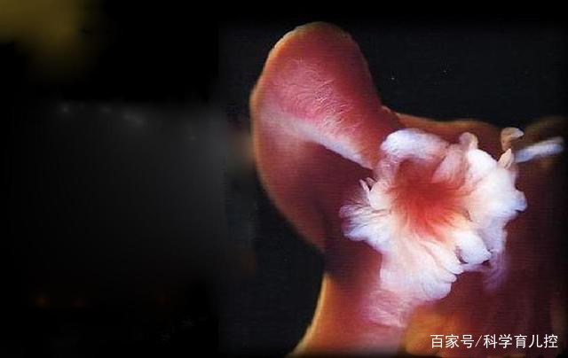 精子的产生全过程,精子从开始到最后的过程