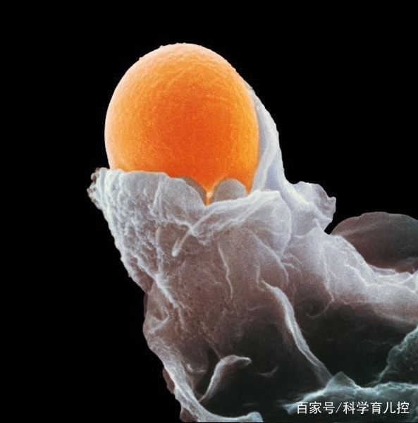 精子经过的四个过程,精子产生与吸收过程