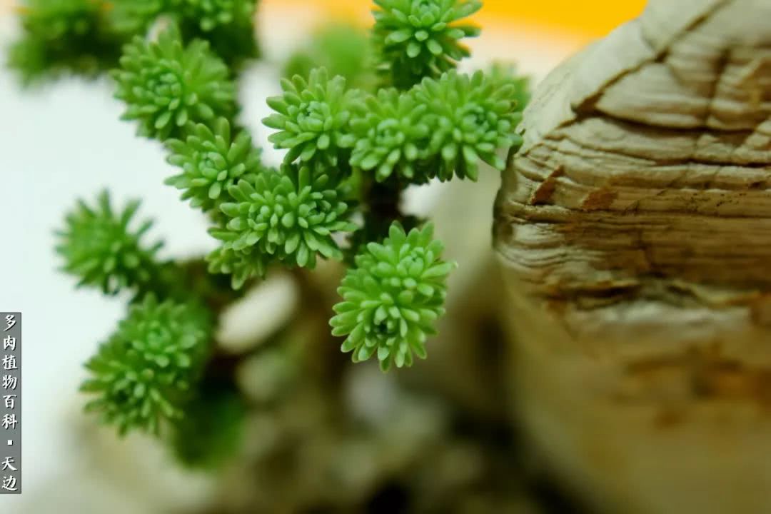 球松——不一样的美！诗一样的完美意境！