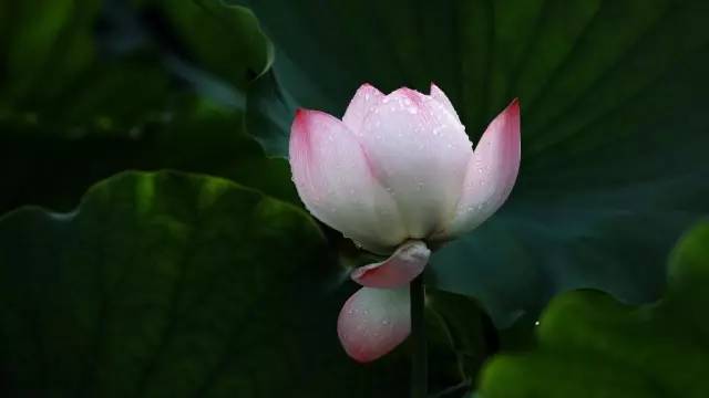 上海赏荷花最好的地方,上海秋冬拍荷花最佳地点