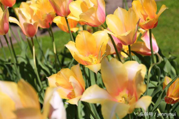 郁金香和风车有什么区别,郁金香和风车哪个好看