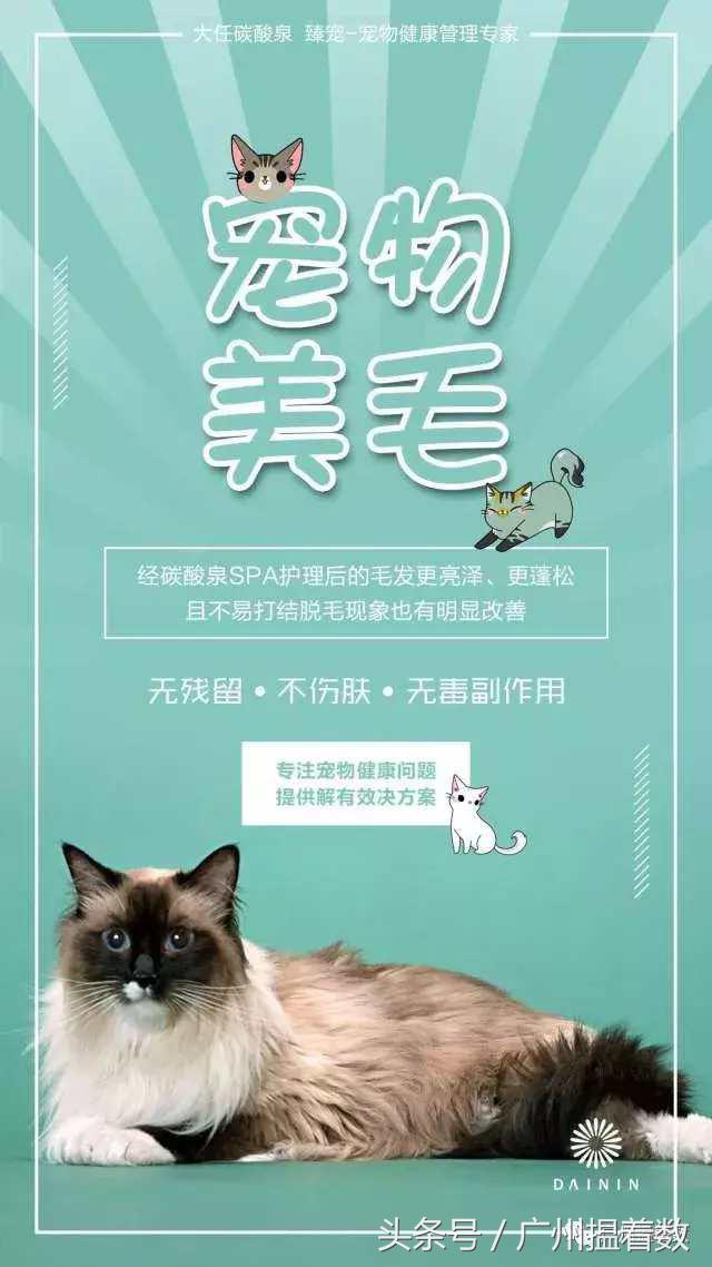 铲屎官的避难所,铲屎官记录主子的日常