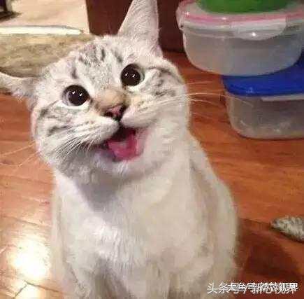 爱踢足球的猫,微笑的猫咪