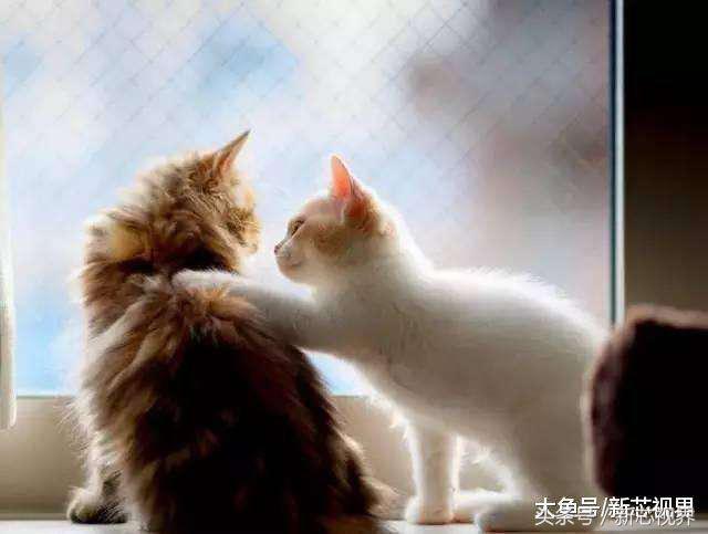 爱踢足球的猫,微笑的猫咪