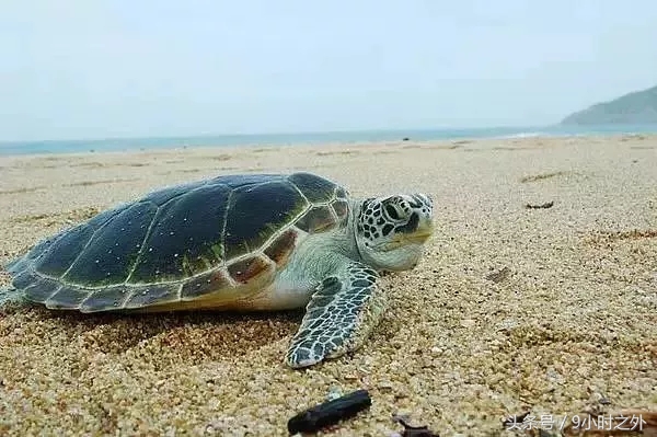 惠东县梁化镇有什么旅游景点,惠州惠东自驾游十大景点推荐