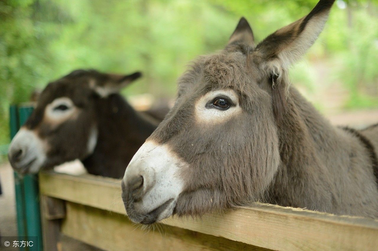 驴踢马是什么典故,狗骑驴民间故事